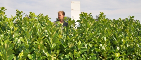 laurier-rotundifolia